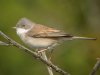 Whitethroat at Gunners Park (Steve Arlow) (51522 bytes)